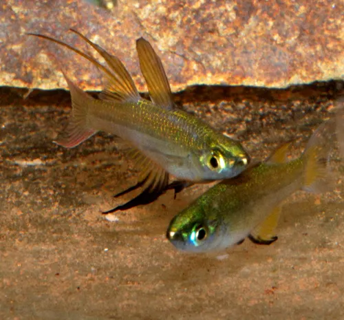 Miniatura: Iriatherina (Iriatherina spp.)