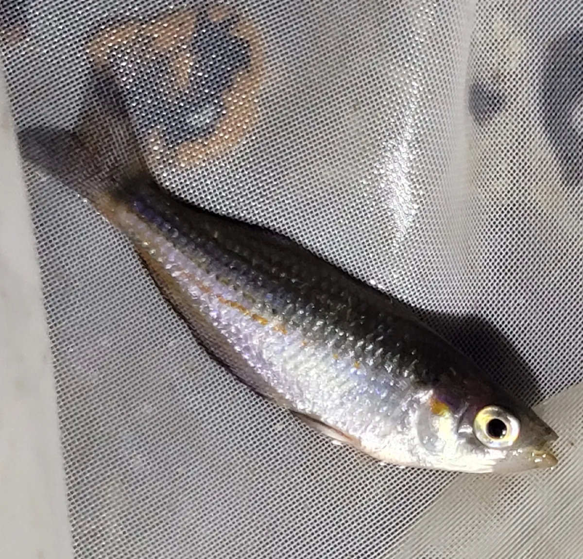 Melanotaenia (Melanotaenia spp.)