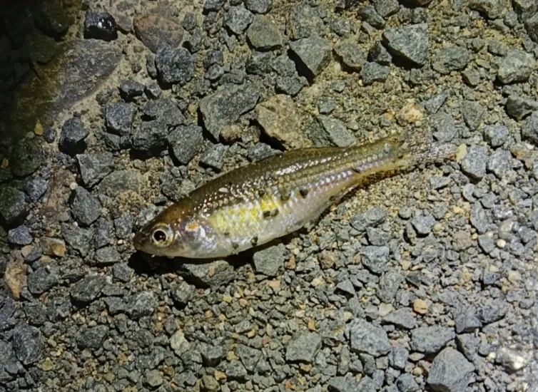 Miniatura: Melanotaenia (Melanotaenia spp.)