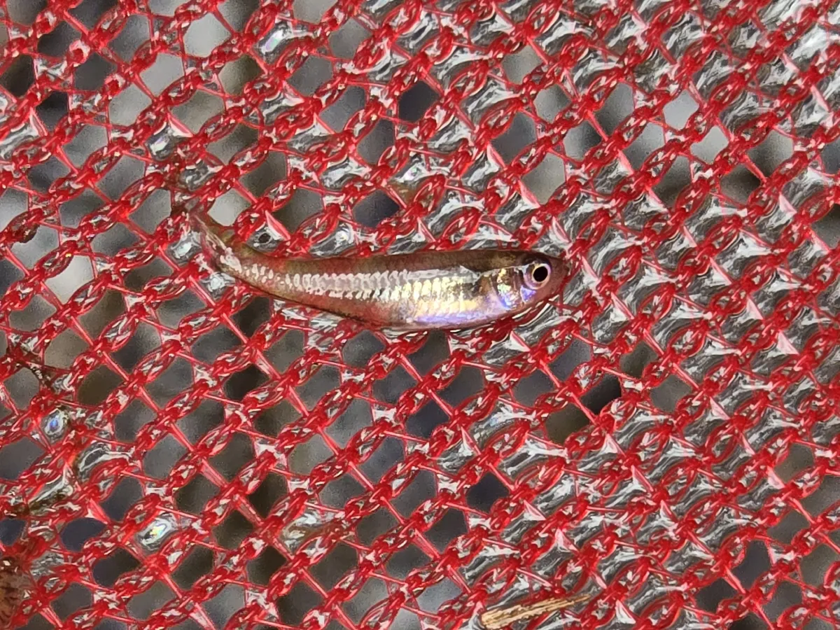 Miniatura: Melanotaenia (Melanotaenia spp.)