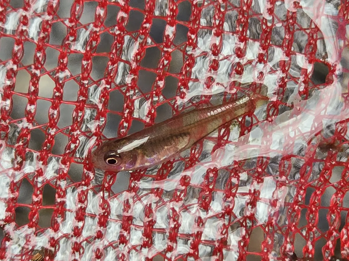 Miniatura: Melanotaenia (Melanotaenia spp.)
