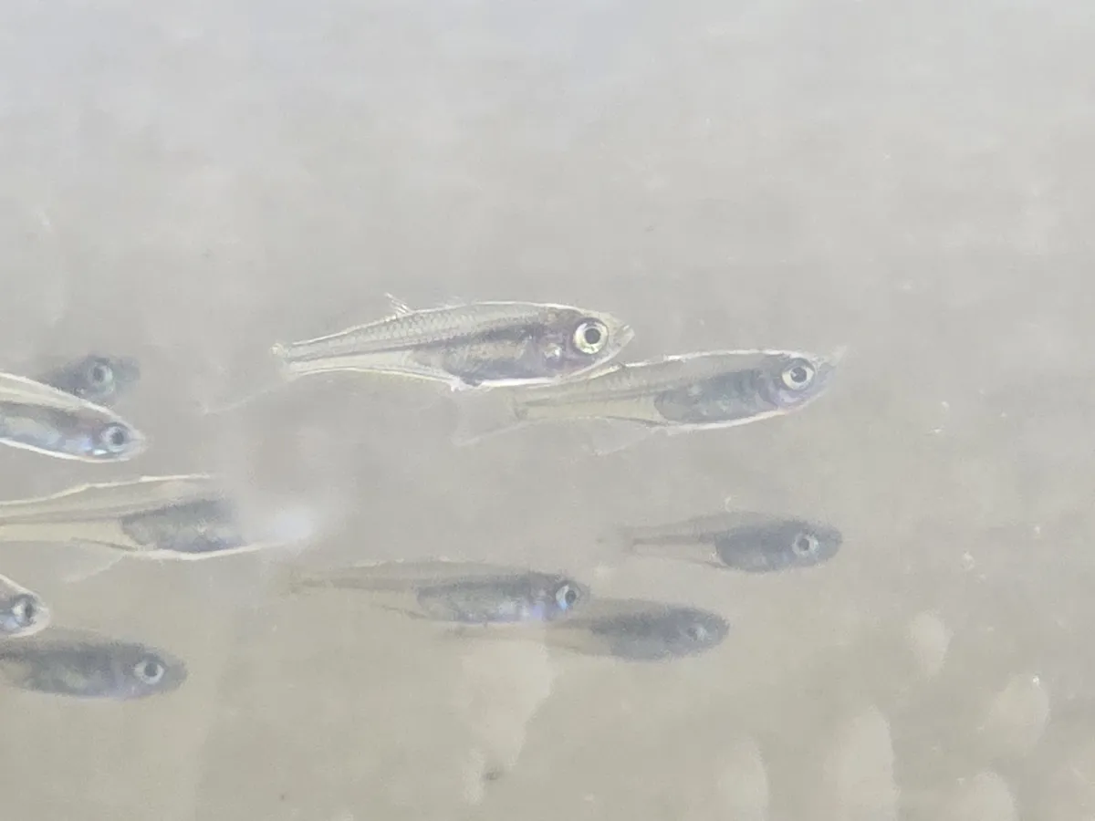 Pseudomugil (Pseudomugil spp.)