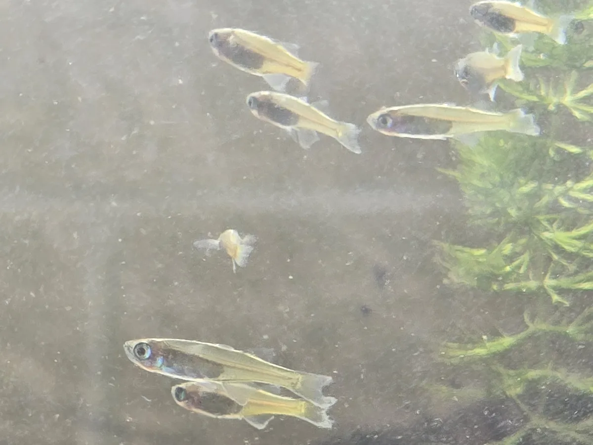 Miniatura: Pseudomugil (Pseudomugil spp.)