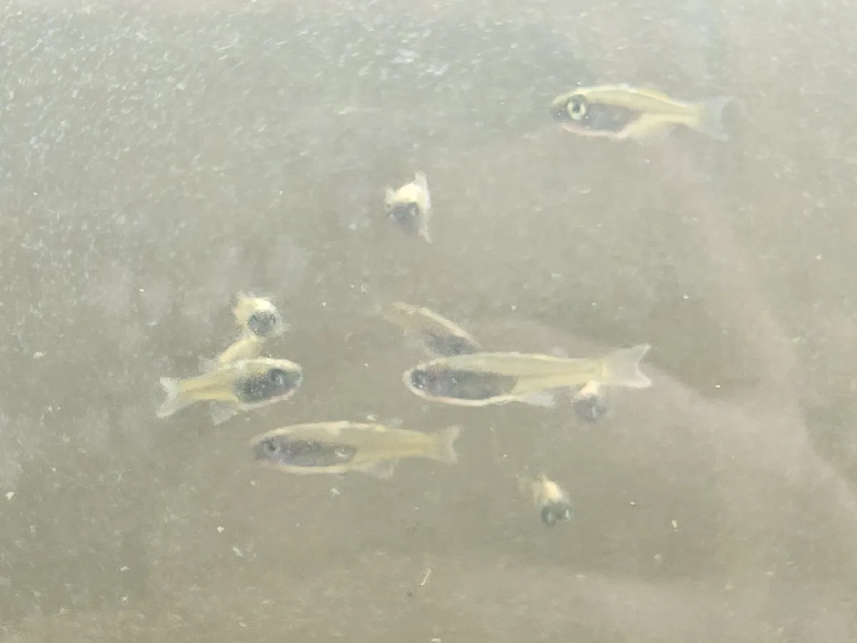Miniatura: Pseudomugil (Pseudomugil spp.)