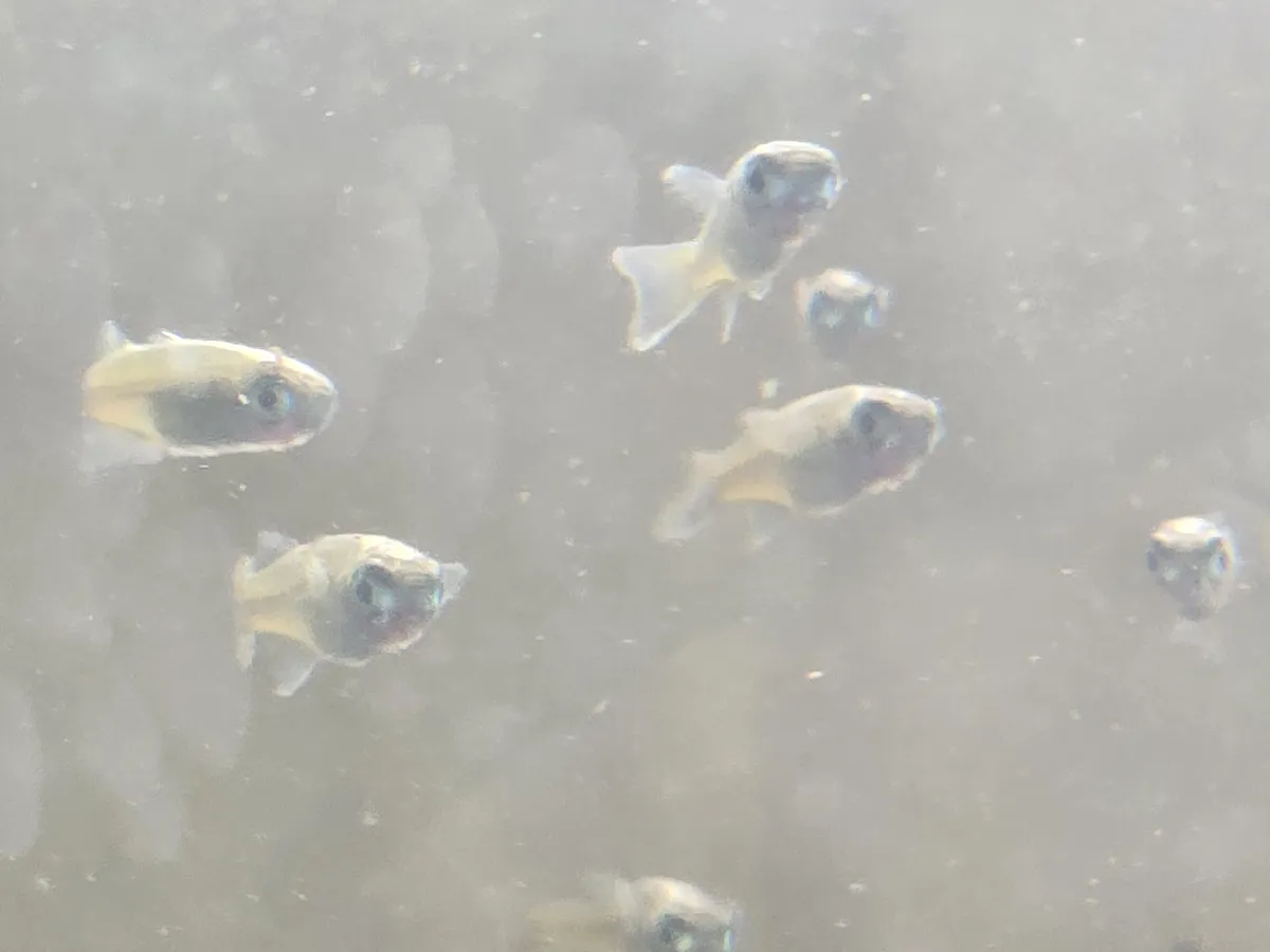 Miniatura: Pseudomugil (Pseudomugil spp.)