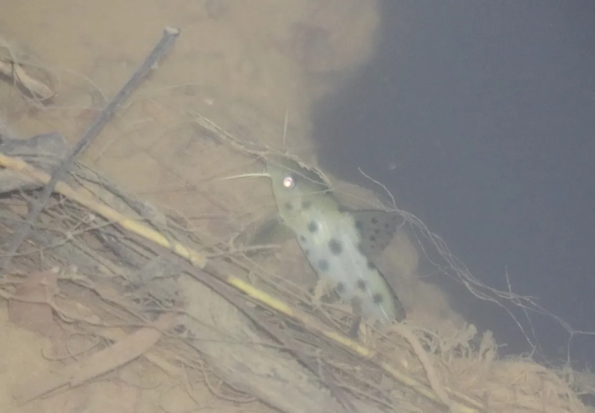 Miniatura: Synodontis (Synodontis spp.)