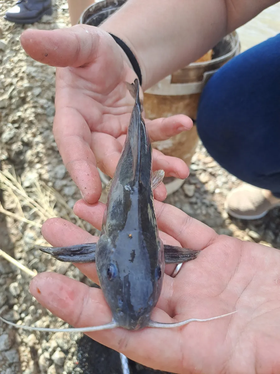 Miniatura: Synodontis (Synodontis spp.)