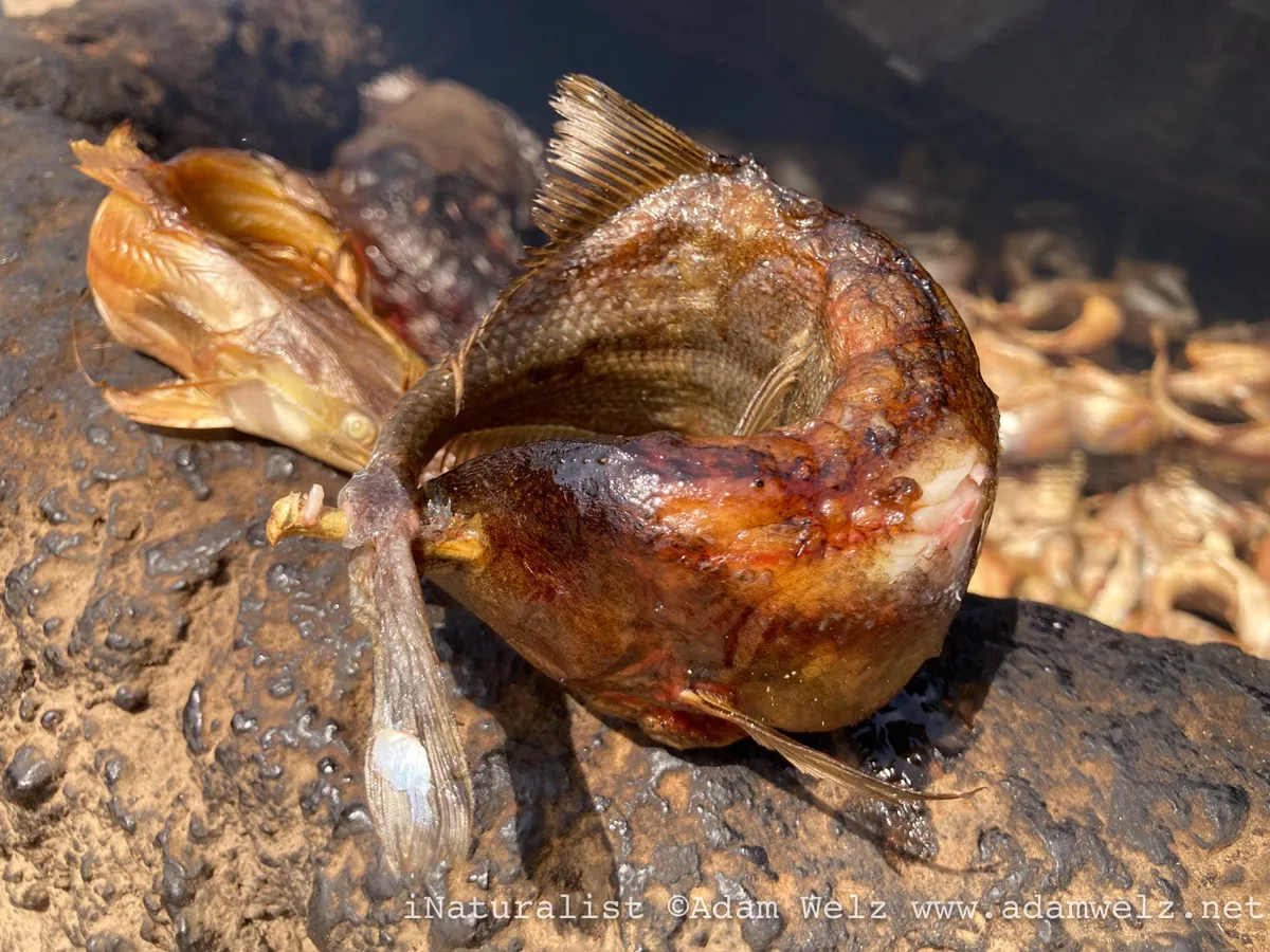 Miniatura: Campylomormyrus (Campylomormyrus spp.)