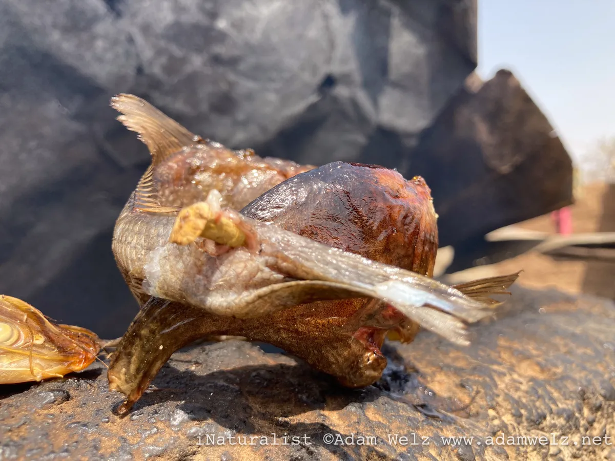Miniatura: Campylomormyrus (Campylomormyrus spp.)