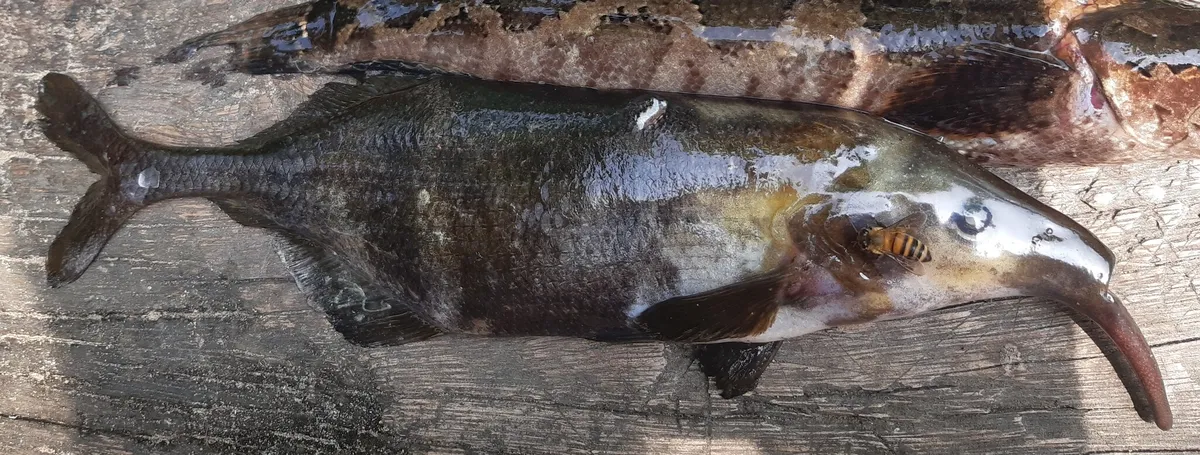 Gnathonemus (Gnathonemus spp.)