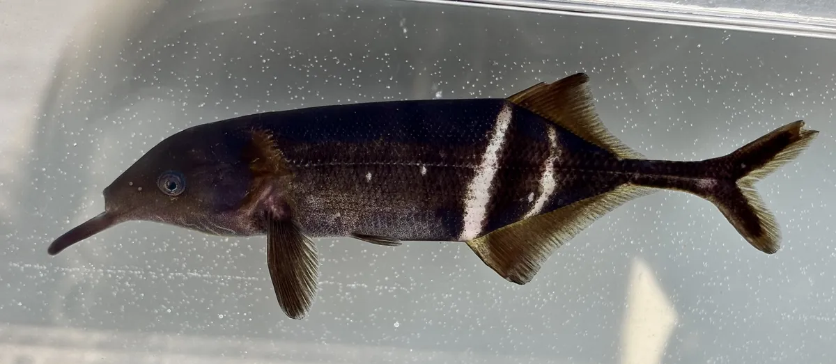 Miniatura: Gnathonemus (Gnathonemus spp.)