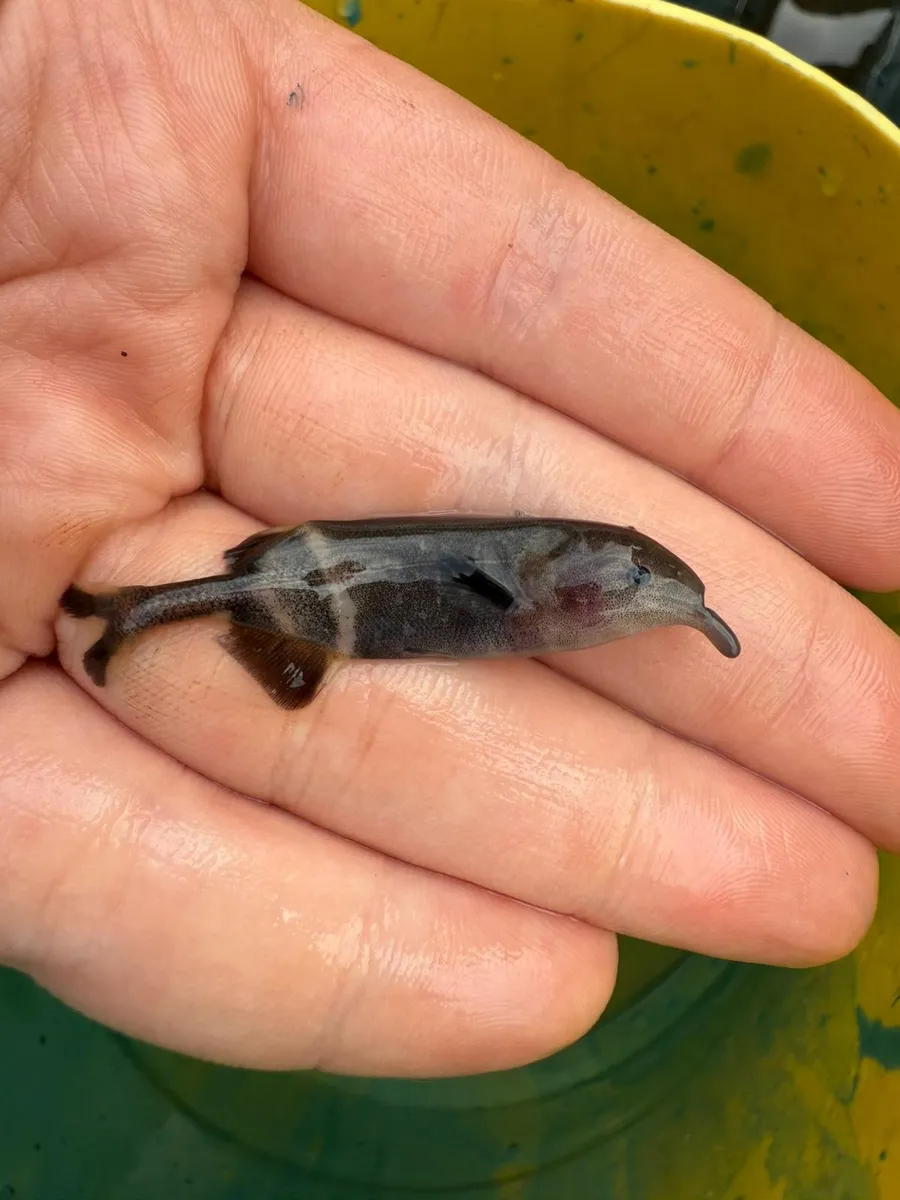 Miniatura: Gnathonemus (Gnathonemus spp.)