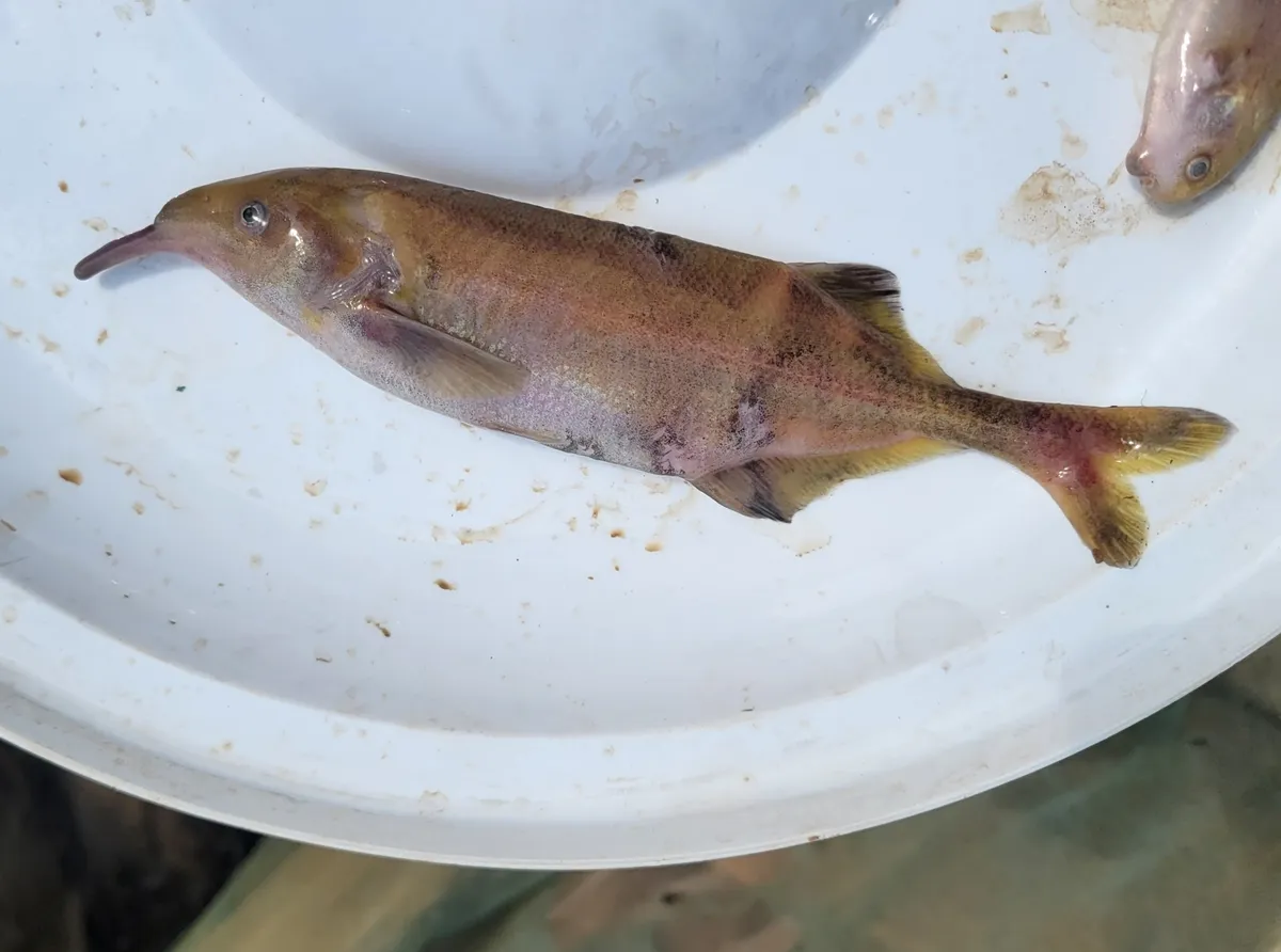 Miniatura: Gnathonemus (Gnathonemus spp.)