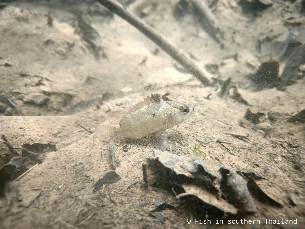 Miniatura: Nandus (Nandus spp.)