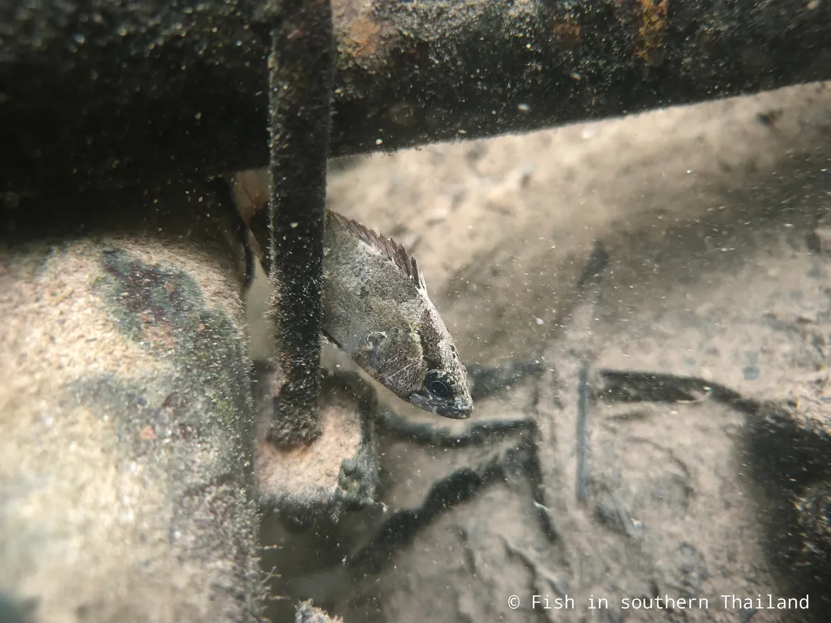 Miniatura: Nandus (Nandus spp.)