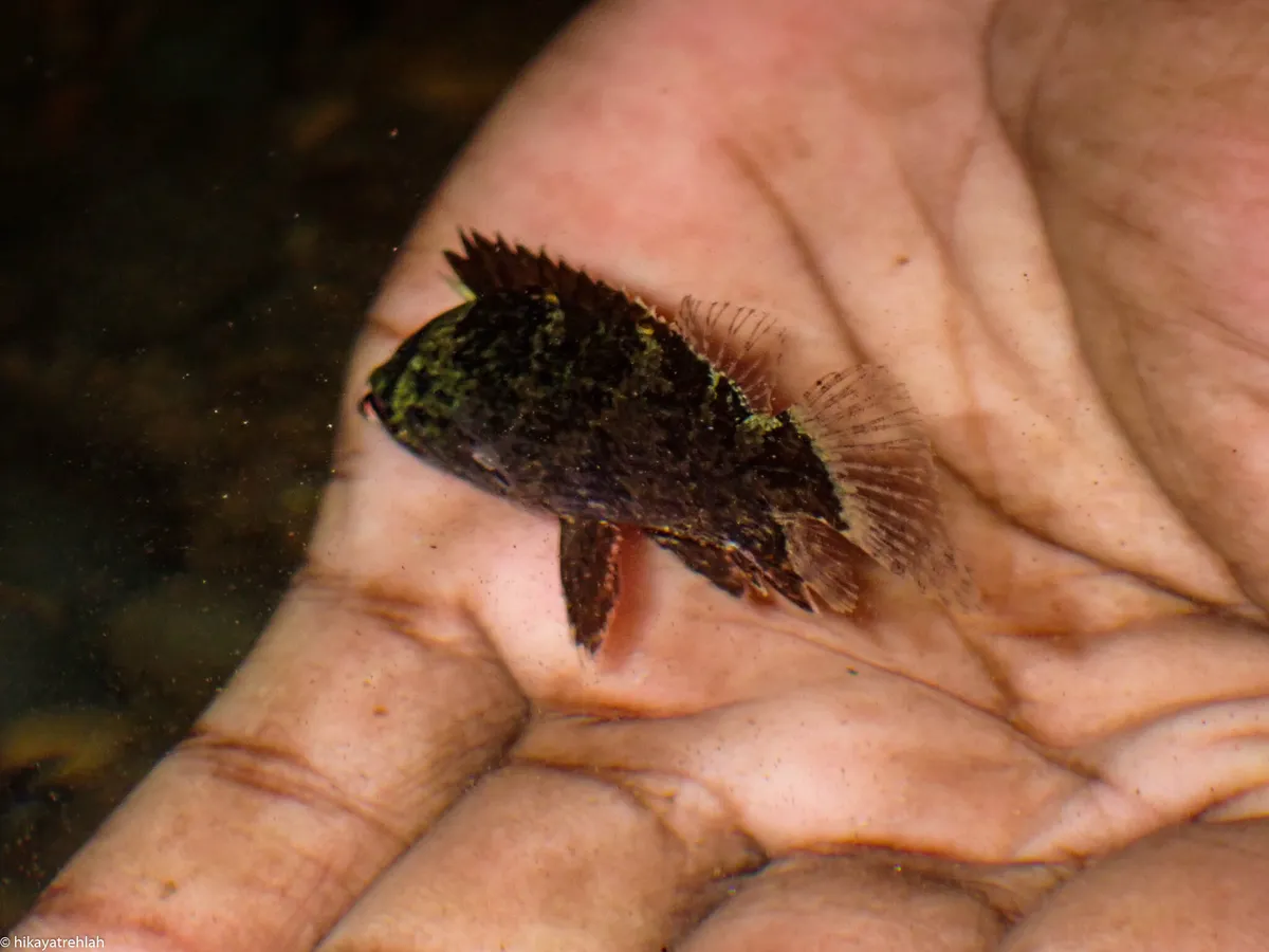 Miniatura: Nandus (Nandus spp.)