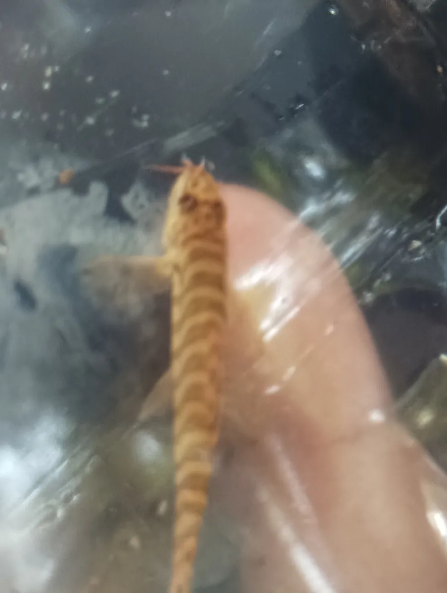 Miniatura: Acanthocobitis (Acanthocobitis spp.)