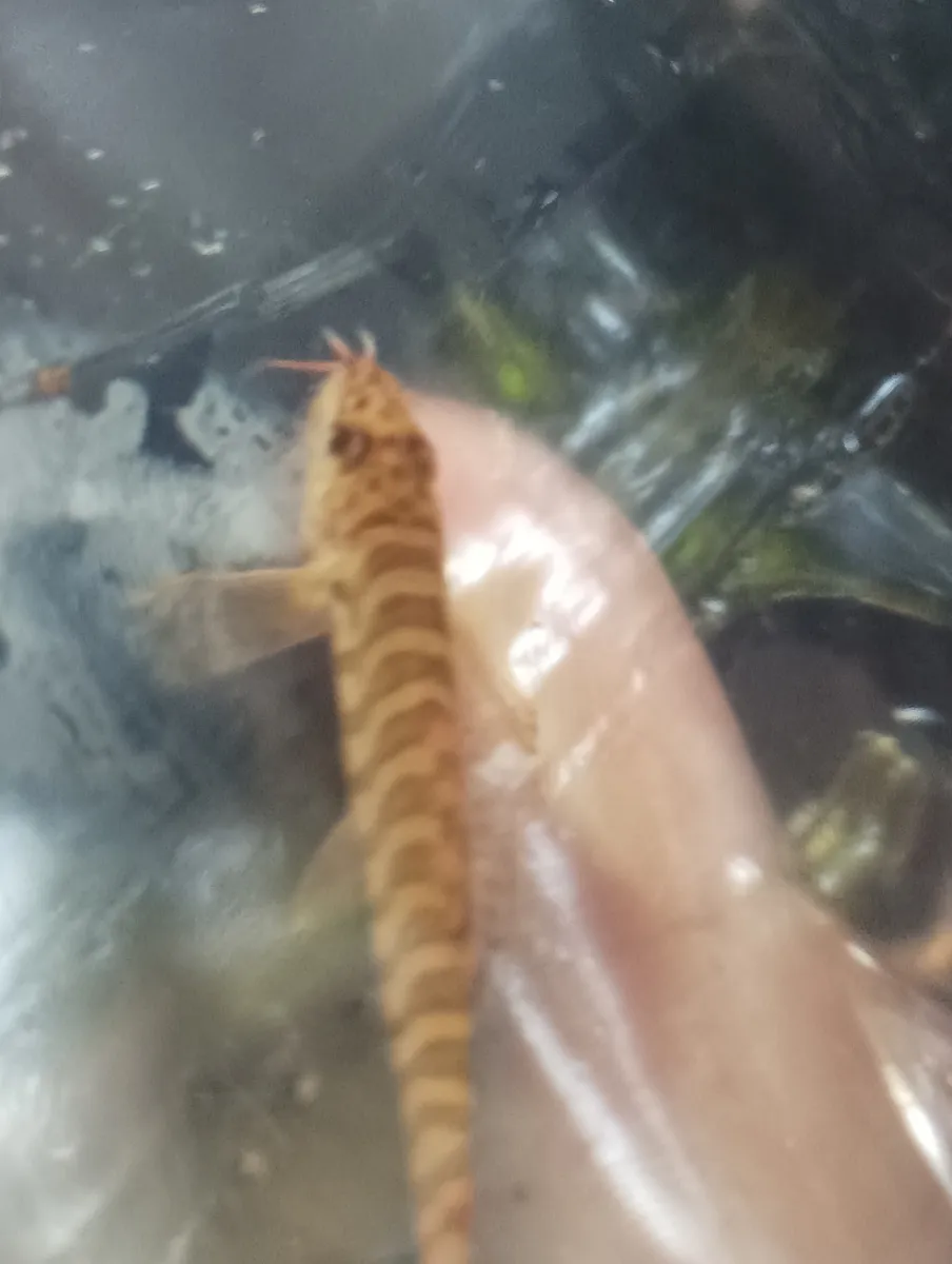 Miniatura: Acanthocobitis (Acanthocobitis spp.)