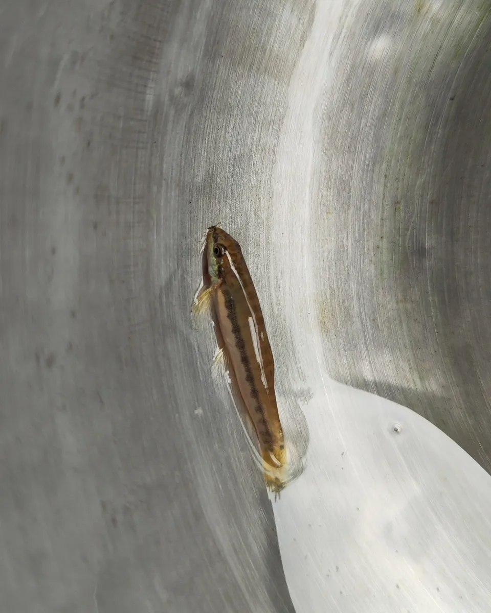 Miniatura: Acanthocobitis (Acanthocobitis spp.)