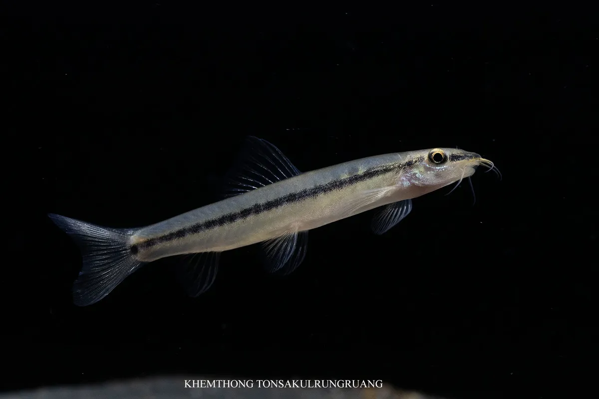 Nemacheilus (Nemacheilus spp.)
