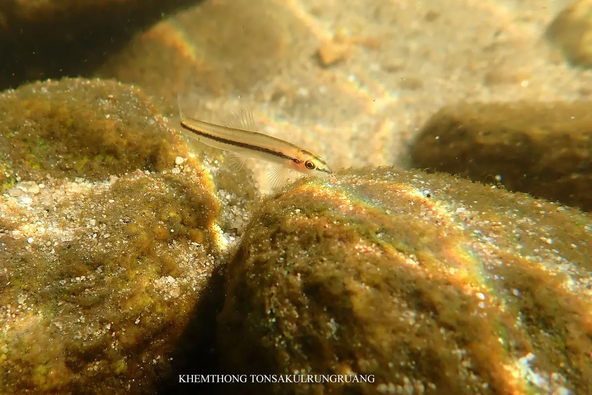 Miniatura: Nemacheilus (Nemacheilus spp.)