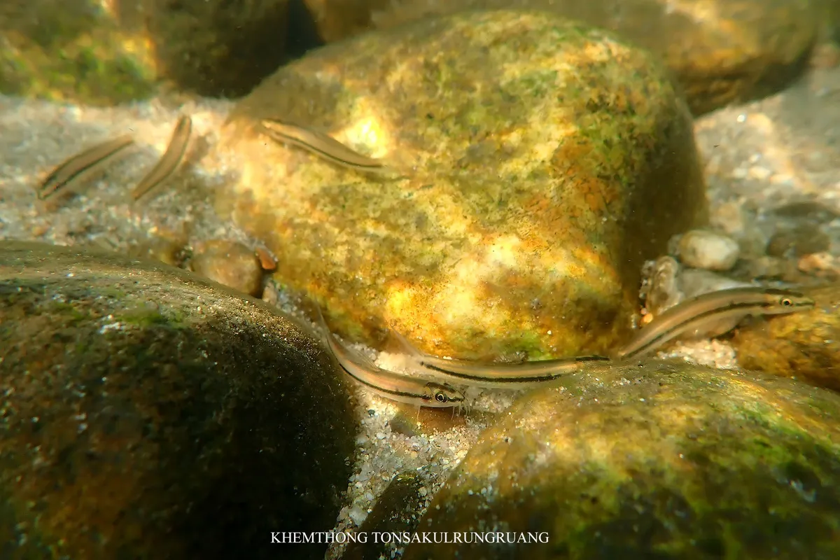 Miniatura: Nemacheilus (Nemacheilus spp.)