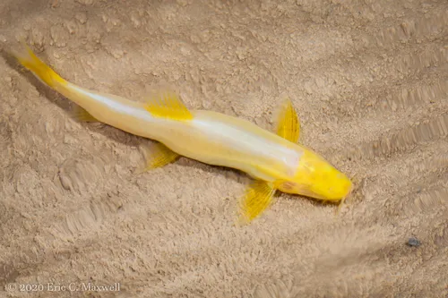 Schistura (Schistura spp.)