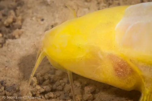 Miniatura: Schistura (Schistura spp.)