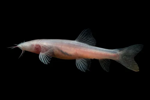 Miniatura: Schistura (Schistura spp.)