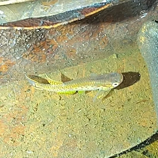 Notobranchidi (Killi)