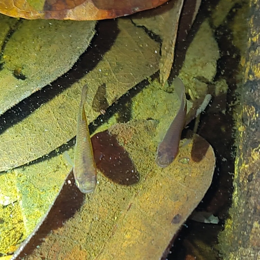 Miniatura: Aphyosemion (Aphyosemion spp.)