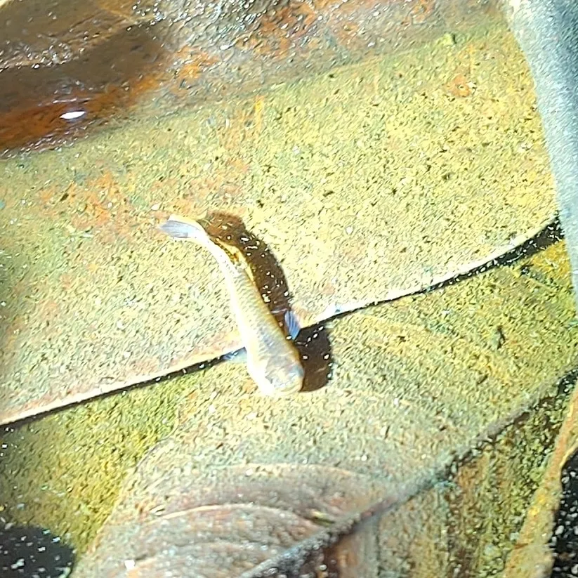 Miniatura: Aphyosemion (Aphyosemion spp.)