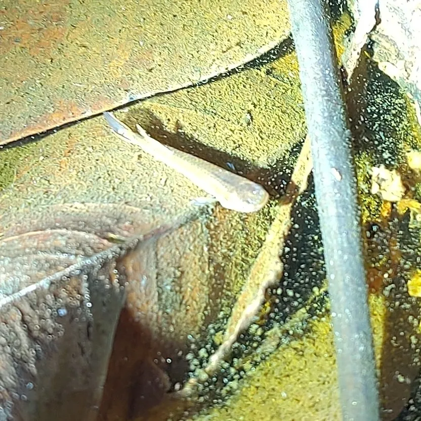 Miniatura: Aphyosemion (Aphyosemion spp.)