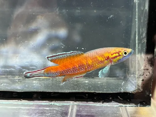 Miniatura: Callopanchax (Callopanchax spp.)