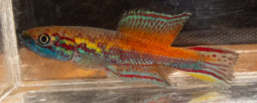 Miniatura: Callopanchax (Callopanchax spp.)