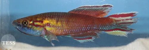 Miniatura: Callopanchax (Callopanchax spp.)