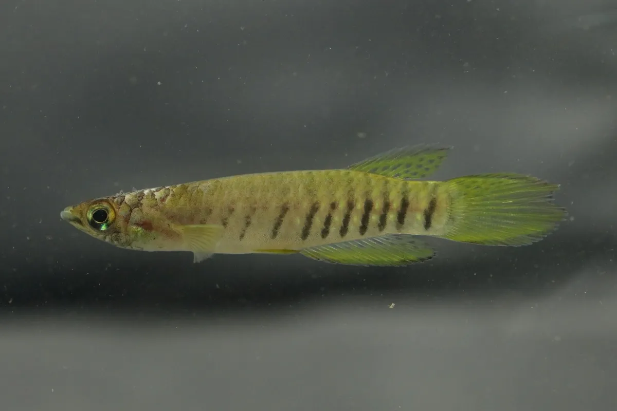 Epiplatys (Epiplatys spp.)