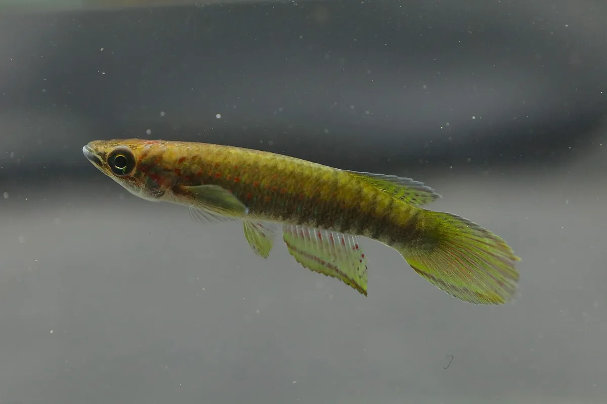 Miniatura: Epiplatys (Epiplatys spp.)