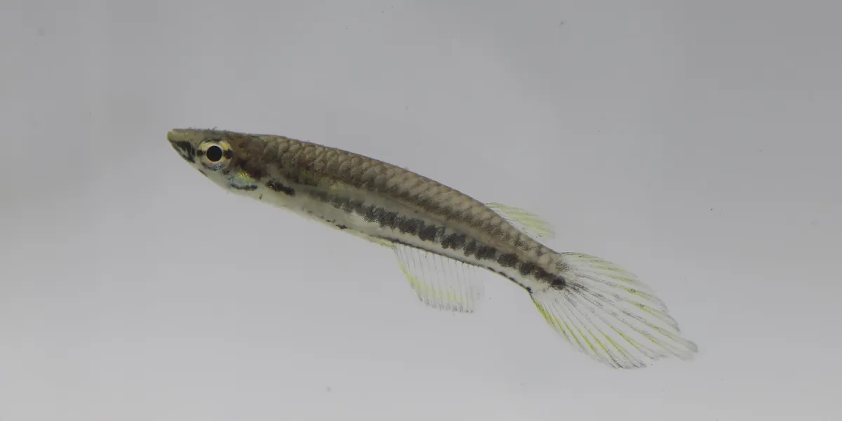 Miniatura: Epiplatys (Epiplatys spp.)