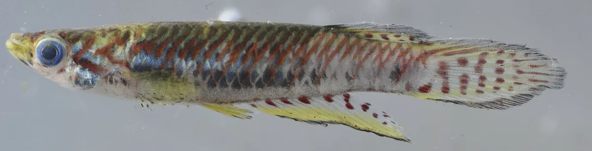 Miniatura: Epiplatys (Epiplatys spp.)