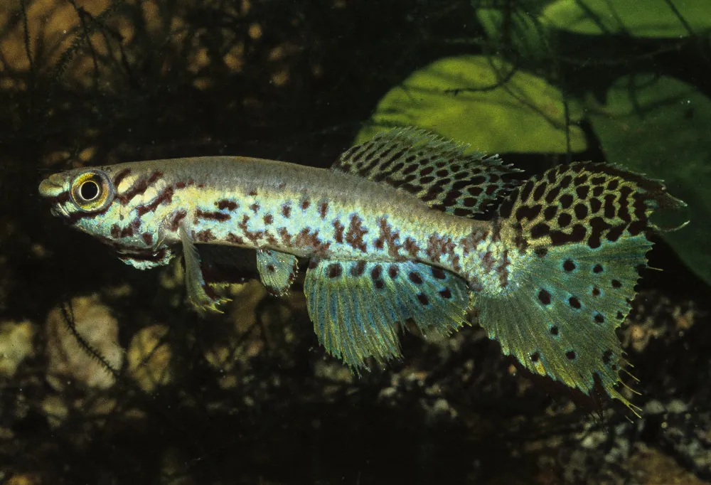 Miniatura: Fundulopanchax (Fundulopanchax spp.)