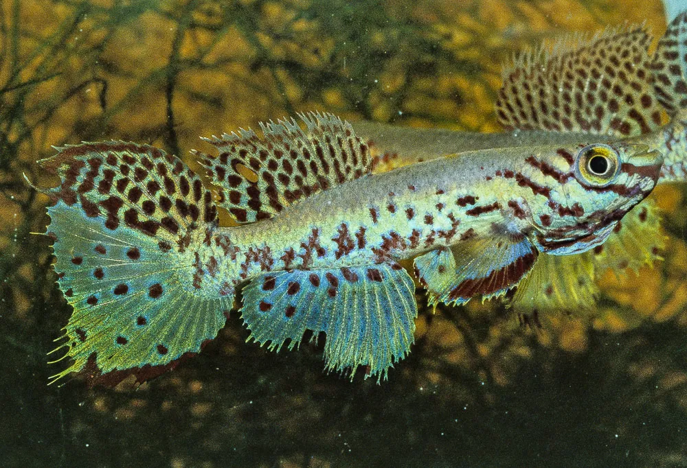 Miniatura: Fundulopanchax (Fundulopanchax spp.)