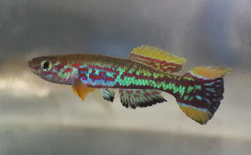 Miniatura: Fundulopanchax (Fundulopanchax spp.)