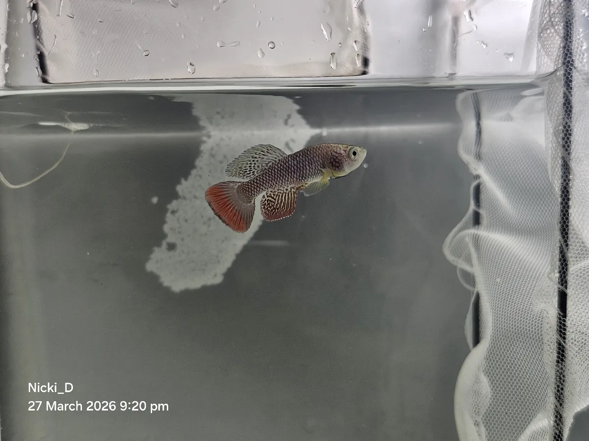 Nothobranchius (Nothobranchius spp.)