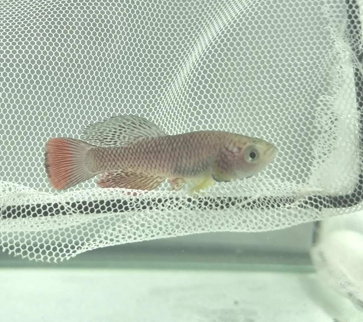 Miniatura: Nothobranchius (Nothobranchius spp.)