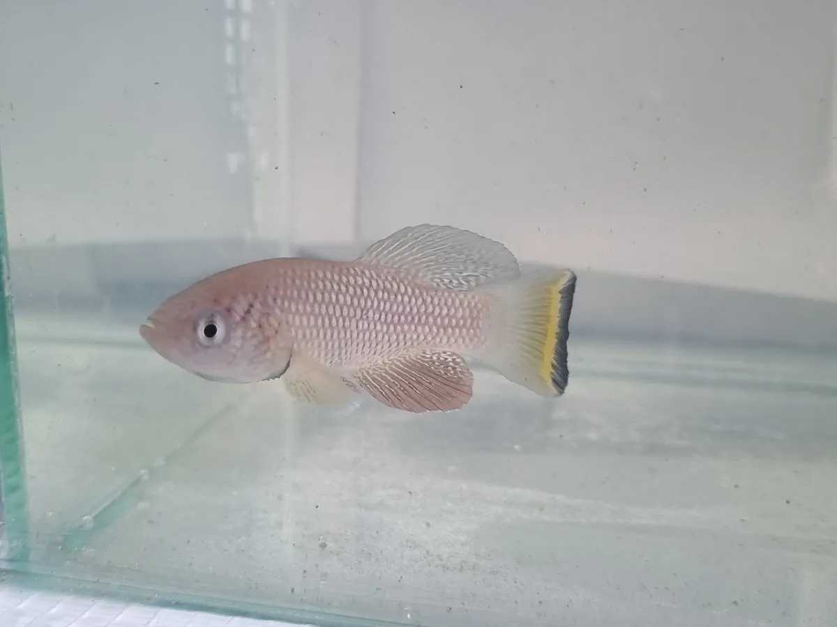 Miniatura: Nothobranchius (Nothobranchius spp.)