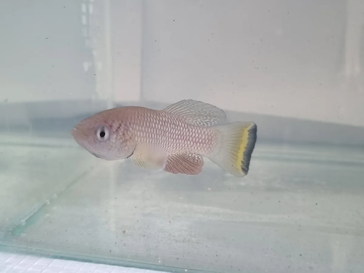 Miniatura: Nothobranchius (Nothobranchius spp.)