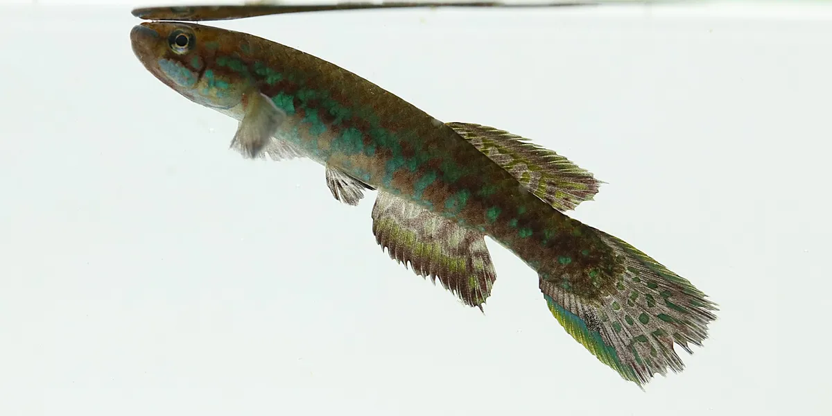 Scriptaphyosemion (Scriptaphyosemion spp.)