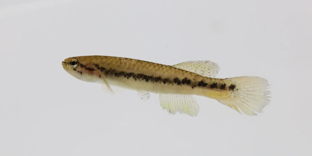 Miniatura: Scriptaphyosemion (Scriptaphyosemion spp.)