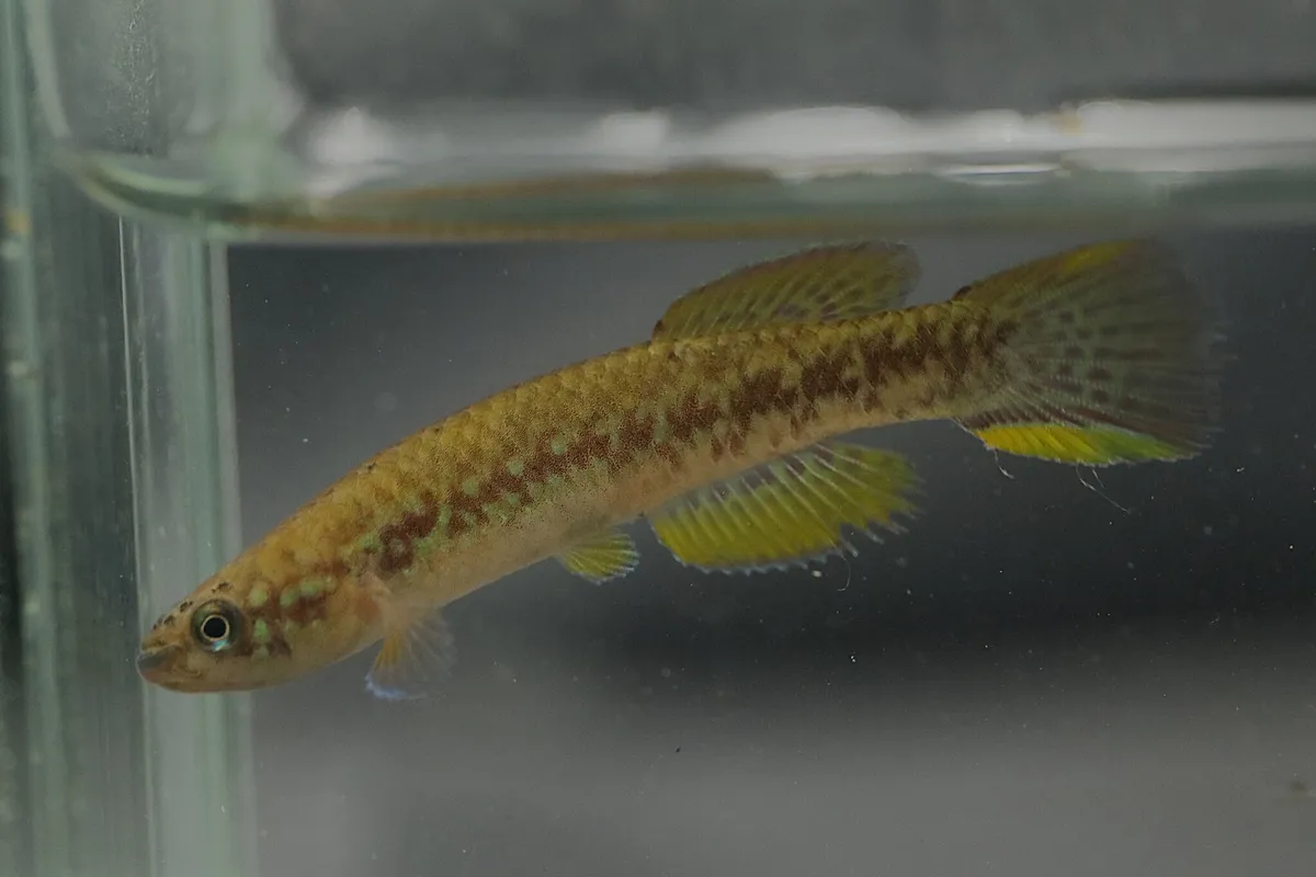 Miniatura: Scriptaphyosemion (Scriptaphyosemion spp.)